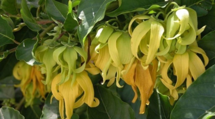 Should I plant a daisy flower at my front gate?