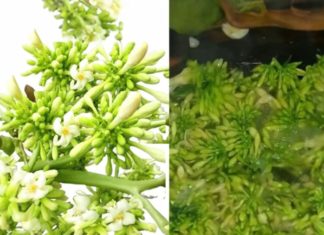 Delicious Dish: Dazzling Pomegranate Blossom with a Splash of Honey