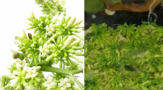 Delicious Dish: Dazzling Pomegranate Blossom with a Splash of Honey