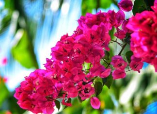 Perfect Plants for Paper Flower Owners: Just One Plant Can Bring Wealth and Prosperity