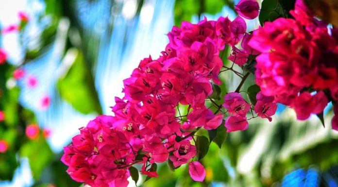 Perfect Plants for Paper Flower Owners: Just One Plant Can Bring Wealth and Prosperity