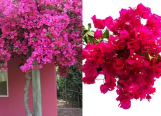 4 Mistakes to Avoid When Growing Paper Flowers: Year-round Blooms and Healthy Leaves