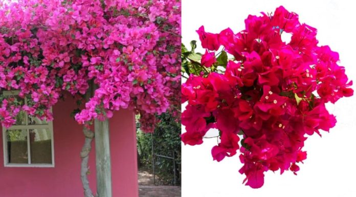 4 Mistakes to Avoid When Growing Paper Flowers: Year-round Blooms and Healthy Leaves