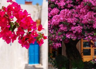 Paper flower watering: Add a few drops of this, and the flowers bloom with fresh green leaves all year round.