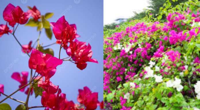 Add a sprinkle of this to your paper flower, and watch it bloom all year round with vibrant leaves.