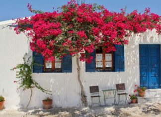 Avoid this taboo when growing paper flowers, or else you’ll lose all your wealth, have good foliage but no blooms, and suffer from illness.