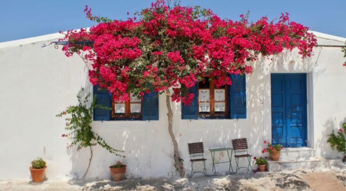 Avoid this taboo when growing paper flowers, or else you’ll lose all your wealth, have good foliage but no blooms, and suffer from illness.