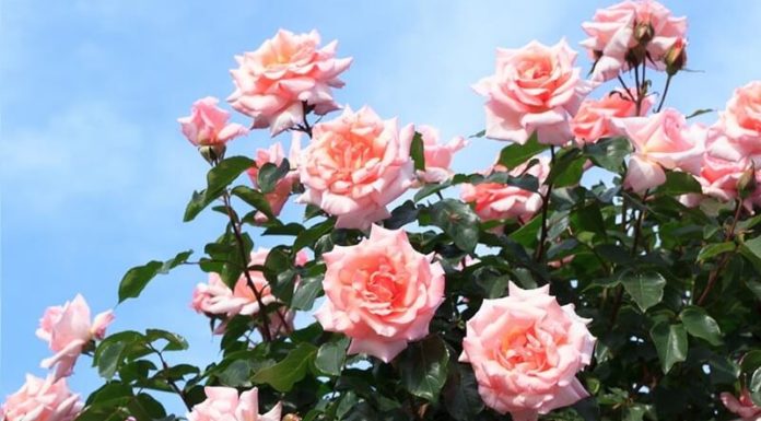 Easy-to-grow indoor plants that bring good luck and serve as effective beauty ingredients