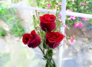 Flowers to Use and Avoid for Wealth and Prosperity, According to Feng Shui Master