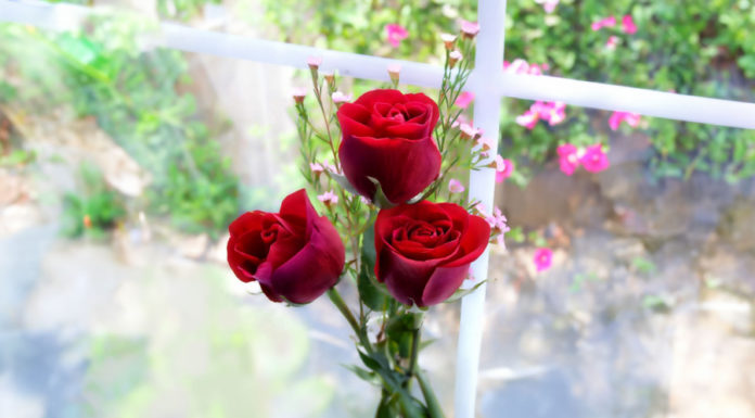 Flowers to Use and Avoid for Wealth and Prosperity, According to Feng Shui Master