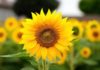 Should You Grow Sunflowers in Your Home?
