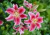 When to offer flowers? The beauty and fragrance of lilies confused many worshippers.