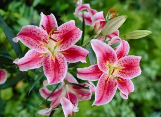 When to offer flowers? The beauty and fragrance of lilies confused many worshippers.