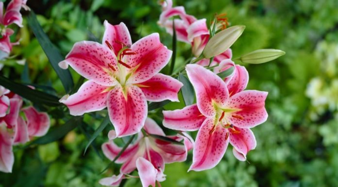 When to offer flowers? The beauty and fragrance of lilies confused many worshippers.