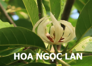 Is it worth planting orchids in front of the house gate?