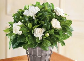 7 Indoor Plants that Act as “Air Purifiers” for a Restful Sleep