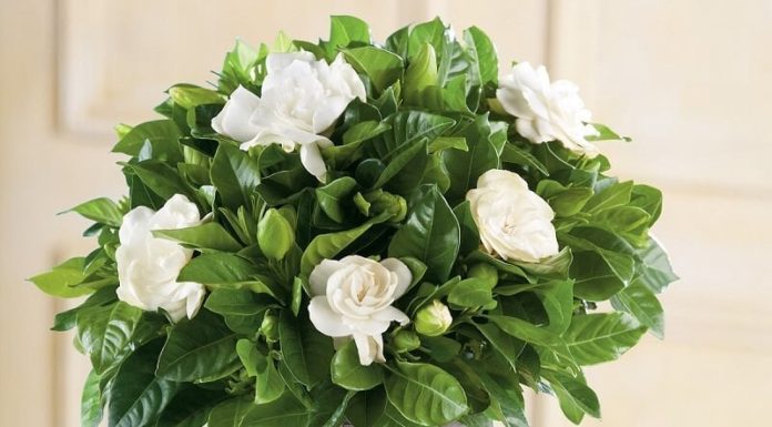 7 Indoor Plants that Act as “Air Purifiers” for a Restful Sleep