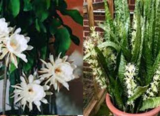 Ancient proverb: “5 flowers blossom, everything goes according to plan”: This bonsai blooms, bringing abundance and prosperity to your home in the new year.