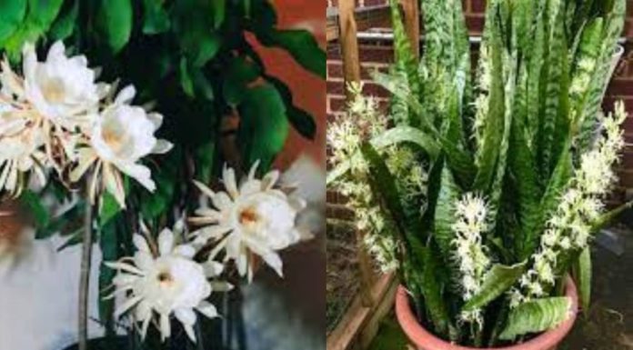 Ancient proverb: “5 flowers blossom, everything goes according to plan”: This bonsai blooms, bringing abundance and prosperity to your home in the new year.