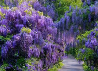 Easy-to-grow Stunning Flower that Lives for Over 100 Years – Bring Luck and Mesmerize Anyone