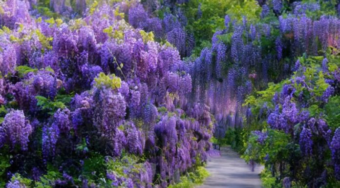 Easy-to-grow Stunning Flower that Lives for Over 100 Years – Bring Luck and Mesmerize Anyone