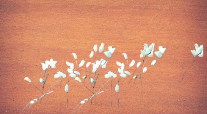 Ancestral teachings: Identify this sign at your doorstep for abundant fortune and wealth