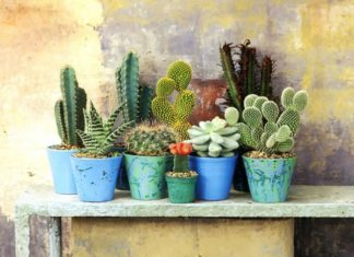 Should I grow a pot of dragon bone flowers indoors?