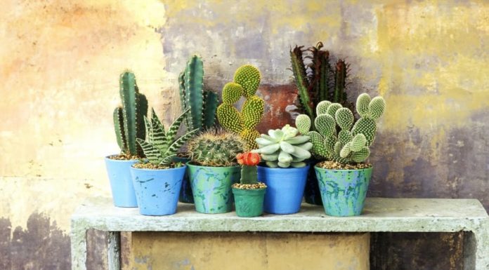 Should I grow a pot of dragon bone flowers indoors?