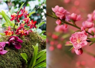 Ancient saying: “In a home with 5 types of flowers, the family is prosperous even if not wealthy”, start the new year with buying 1 plant