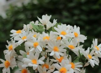 Tips for Long-lasting Preservation of Handmade Paper Flowers