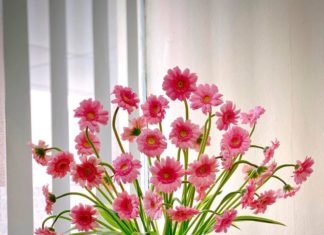 10-Day Tips to Keep Your Money Plant Blooming