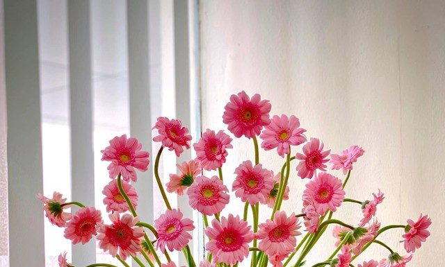 10-Day Tips to Keep Your Money Plant Blooming