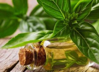 Reveal the Beauty Formula with Common Herbs and Spices for Enhancing Your Looks