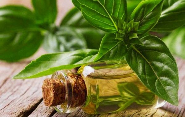 Reveal the Beauty Formula with Common Herbs and Spices for Enhancing Your Looks