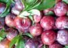 Tips for choosing delicious and preservative-free sweet cherries