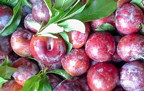 Tips for choosing delicious and preservative-free sweet cherries