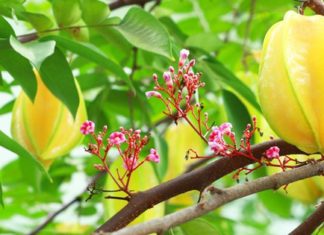 Planting Loquat Trees Indoors: Small but Surprisingly Amazing for Your Skin