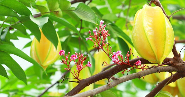 Planting Loquat Trees Indoors: Small but Surprisingly Amazing for Your Skin