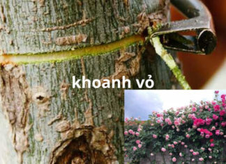 Gardener’s Guide to Ensuring Uniform and Vibrant Blooms in Roses and Paperbark Melaleucas Throughout the Year