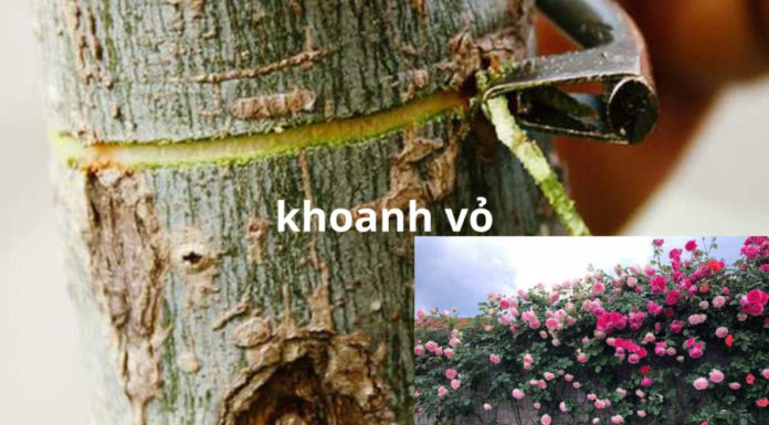 Gardener’s Guide to Ensuring Uniform and Vibrant Blooms in Roses and Paperbark Melaleucas Throughout the Year