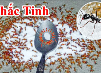 6 fast ways to get rid of ants from your sugar jar, say goodbye to the ant colony in minutes