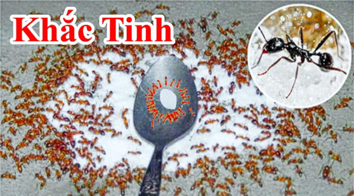 6 fast ways to get rid of ants from your sugar jar, say goodbye to the ant colony in minutes