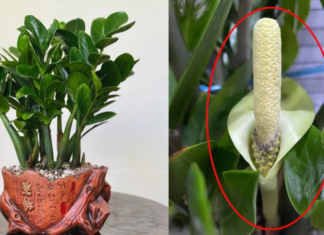 2 Taboos that Bring Misfortune to Money Plants: Even Planting Just One Will Bring Trouble, Wasting Wealth and Scattering Prosperity