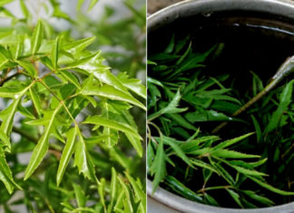 Benefits of Drinking Fresh Ginseng Leaf Water