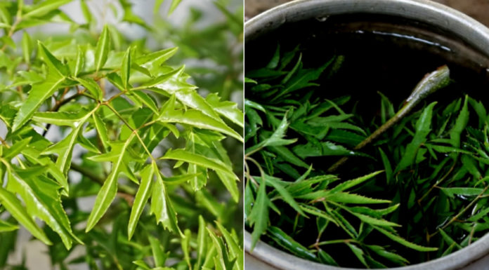 Benefits of Drinking Fresh Ginseng Leaf Water