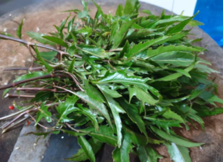 Put this handful of leaves into the pot, steam the fish without marinating, the meat absorbs evenly, sweet and not fishy