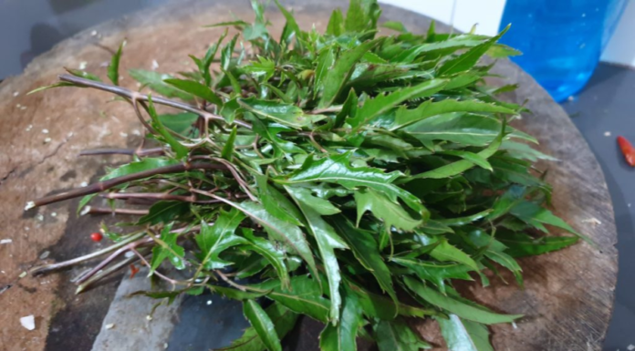 Put this handful of leaves into the pot, steam the fish without marinating, the meat absorbs evenly, sweet and not fishy