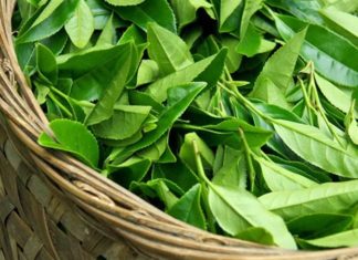 Increase the effectiveness of your beauty routine with these simple steps, even if you already drink green tea regularly