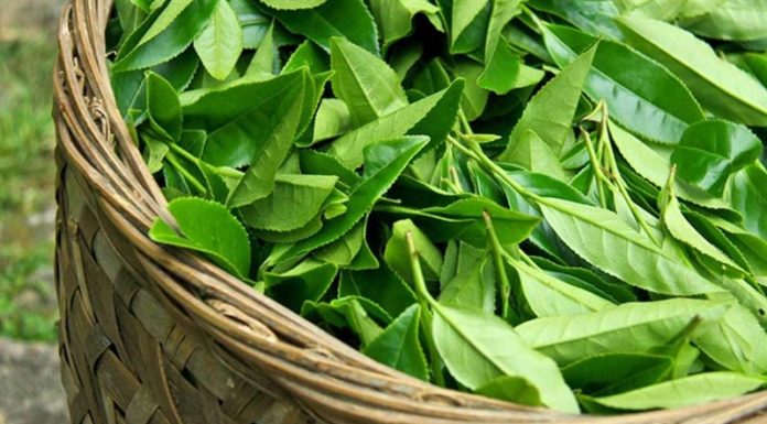 Increase the effectiveness of your beauty routine with these simple steps, even if you already drink green tea regularly