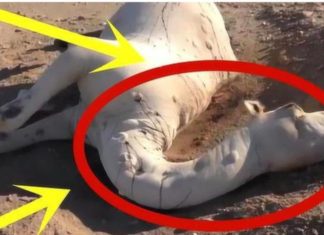 Don’t touch the dead camel in the desert, why?